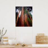 Alte, wachsende Sequoia-Redwood-Bäume Poster (Küche)