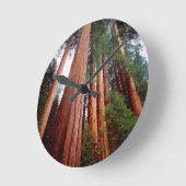 Alte, wachsende Sequoia-Redwood-Bäume Runde Wanduhr (Winkel)