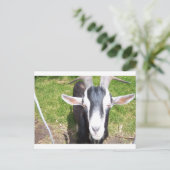 Alte Ziege Postkarte (Stehend Vorderseite)