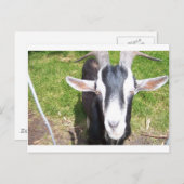 Alte Ziege Postkarte (Vorne/Hinten)