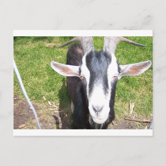 Alte Ziege Postkarte (Vorderseite)