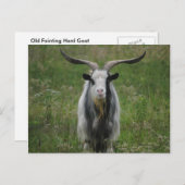Alte Ziege Postkarte (Vorne/Hinten)