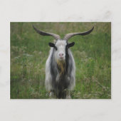 Alte Ziege Postkarte (Vorderseite)