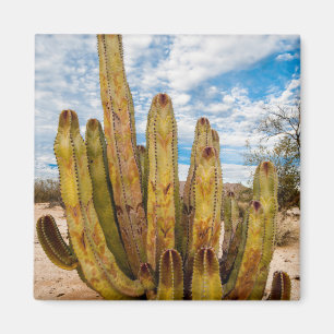 Alten Mann Kaktusportrait, Mexiko Magnet