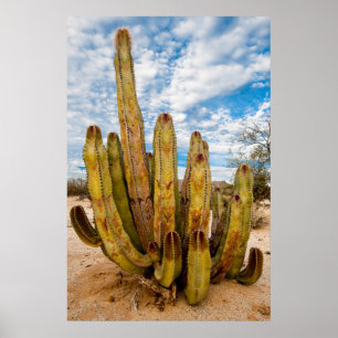 Alten Mann Kaktusporträt, Mexiko Poster