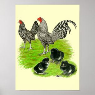 Altenglische Barred-Bantam-Familie Poster