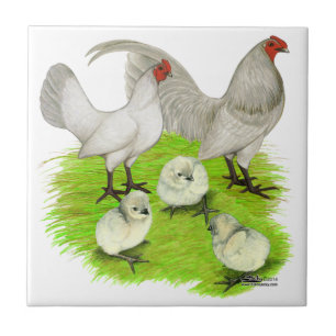 Altenglische Self Blue Bantam-Familie Fliese