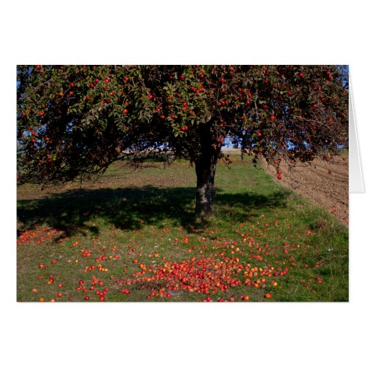 Alter Apfelbaum (Vorderseite (Horizontal))