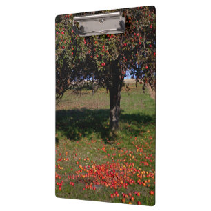 Alter Apfelbaum Klemmbrett