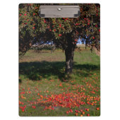 Alter Apfelbaum Klemmbrett (Vorderseite)
