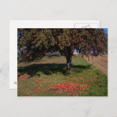 Alter Apfelbaum Postkarte (Vorne/Hinten)