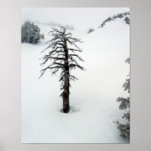 Alter Baum am Berg Bachelor Poster (Vorne)