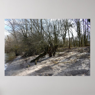Alter Baum am Flussufer bei Nierstein in Deutschla Poster