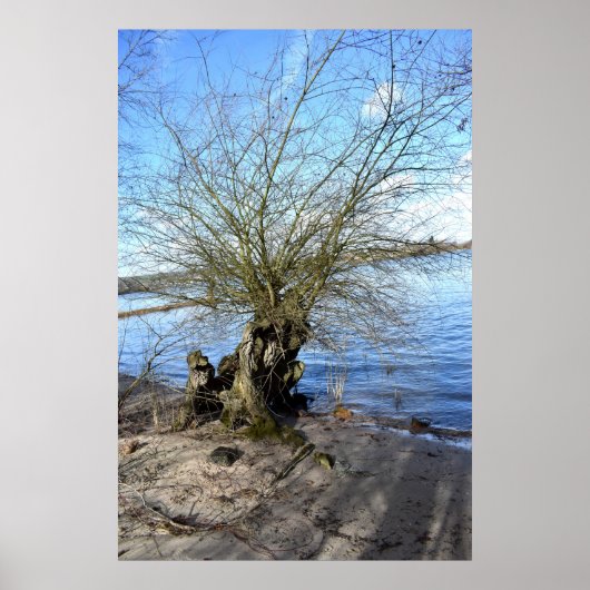 Alter Baum am Flussufer Poster (Vorne)