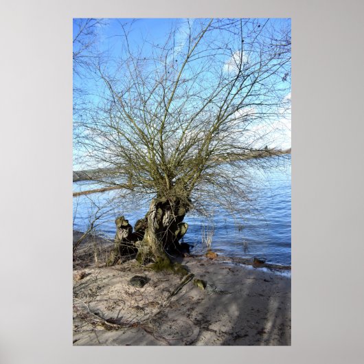 Alter Baum am Flussufer Poster (Vorne)