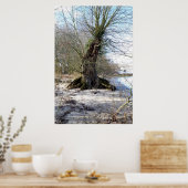 Alter Baum am Flussufer Poster (Küche)