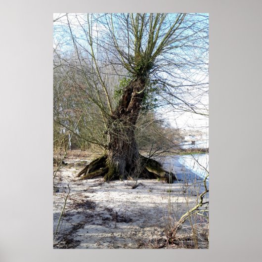 Alter Baum am Flussufer Poster (Vorne)