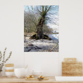Alter Baum am Flussufer Poster (Küche)