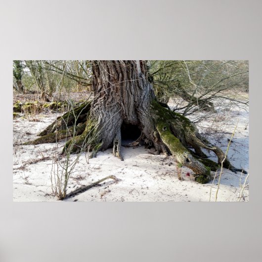 Alter Baum am Flussufer Poster (Vorne)