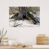 Alter Baum am Flussufer Poster (Küche)