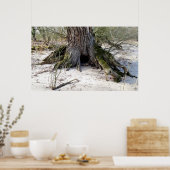 Alter Baum am Flussufer Poster (Küche)