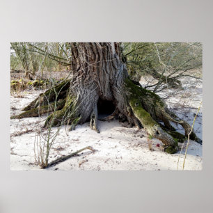 Alter Baum am Flussufer Poster