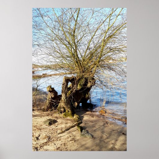 Alter Baum am Flussufer Poster (Vorne)