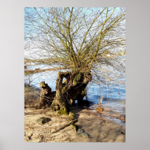 Alter Baum am Flussufer Poster