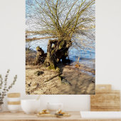 Alter Baum am Flussufer Poster (Küche)