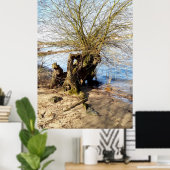 Alter Baum am Flussufer Poster (Heimbüro)