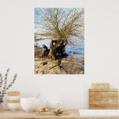 Alter Baum am Flussufer Poster (Küche)