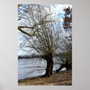 Alter Baum am Flussufer Poster