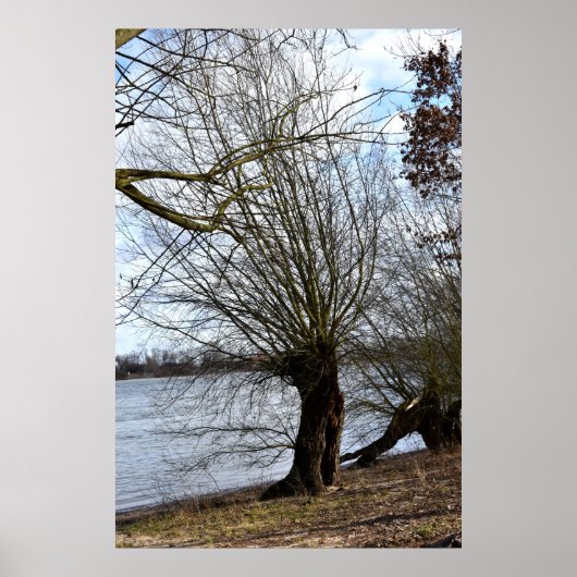 Alter Baum am Flussufer Poster (Vorne)