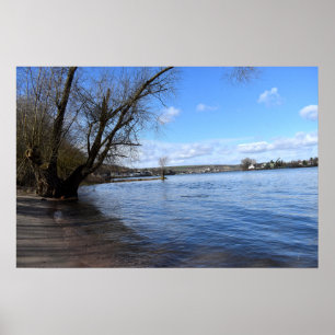 Alter Baum am Flussufer von Nierstein in Deutschla Poster