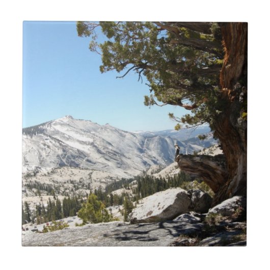 Alter Baum an Yosemite Nationalpark Fliese (Vorderseite)