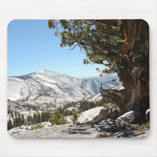 Alter Baum an Yosemite Nationalpark Mousepad (Vorne)