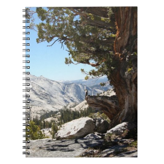Alter Baum an Yosemite Nationalpark Notizblock (Vorderseite)
