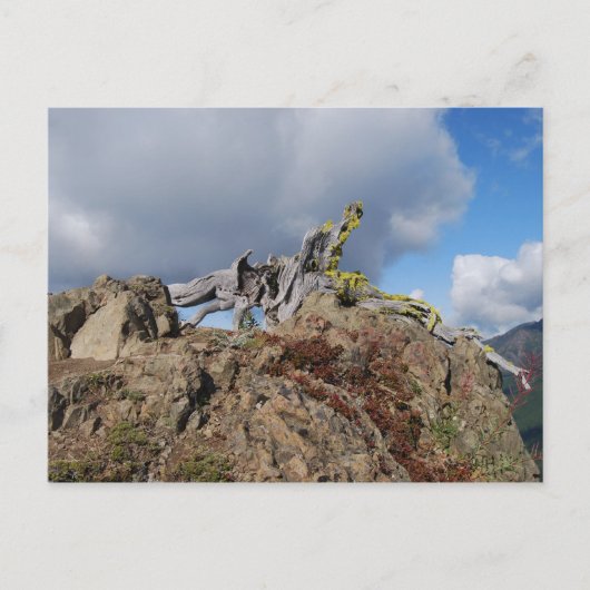 alter Baum auf dem Berg Postkarte (Vorderseite)