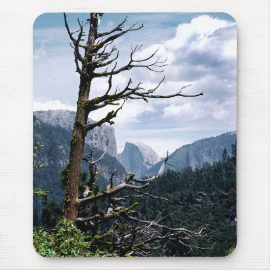 Alter Baum bei Yosemite Mousepad (Vorne)
