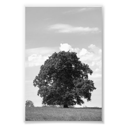 Alter Baum Fotodruck (Vorne)