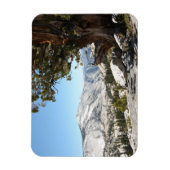 Alter Baum im Yosemite Nationalpark Magnet (Vertikal)