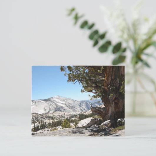 Alter Baum im Yosemite Nationalpark Postkarte (Stehend Vorderseite)