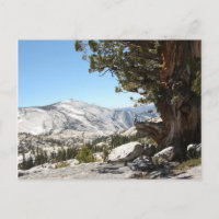 Alter Baum im Yosemite Nationalpark