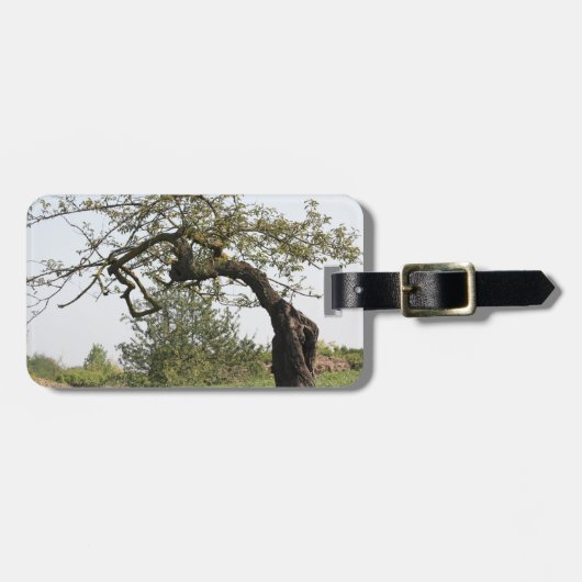 Alter Baum in Italien Gepäckanhänger (Vorderseite horizontal)