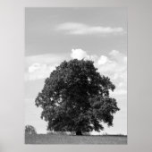 Alter Baum Poster (Vorne)