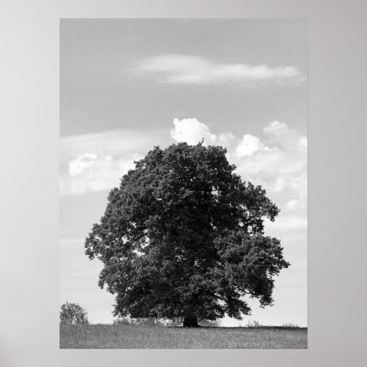 Alter Baum Poster (Vorne)