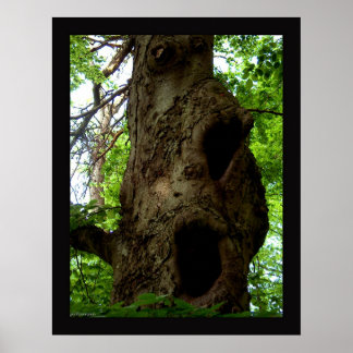 Alter Baum Poster