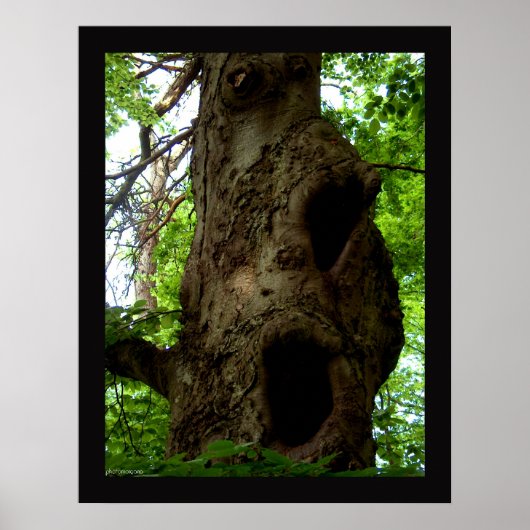 Alter Baum Poster (Vorne)