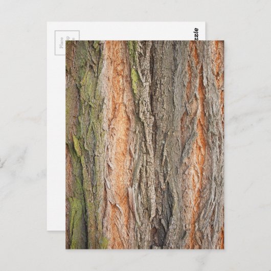 alter Baum Postkarte (Vorne/Hinten)