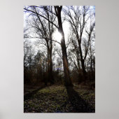 Alter Baum, Wintersonne Poster (Vorne)